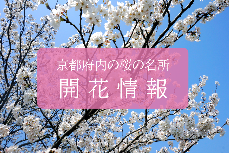 【京都府観光連盟】<br>桜の開花情報　京都府域の桜の名所の紹介と開花状況をお伝えします♪